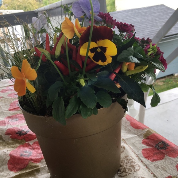 Meet your Posher, Shirley - Picture 1 of 1